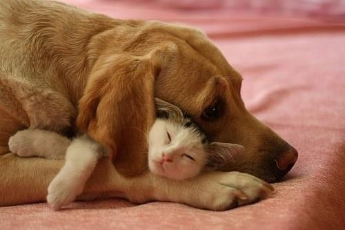 Unlikely Friends Cuddling