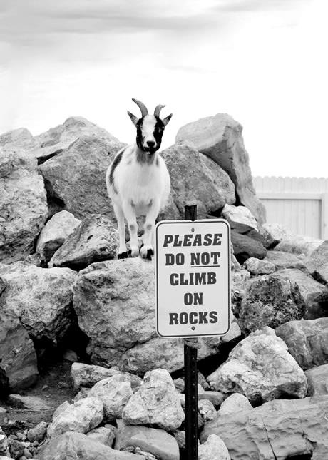 Rebellious Goat Ignores The Rules