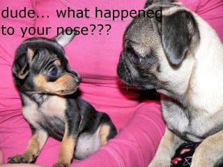 Puppy questioning another dog's nose