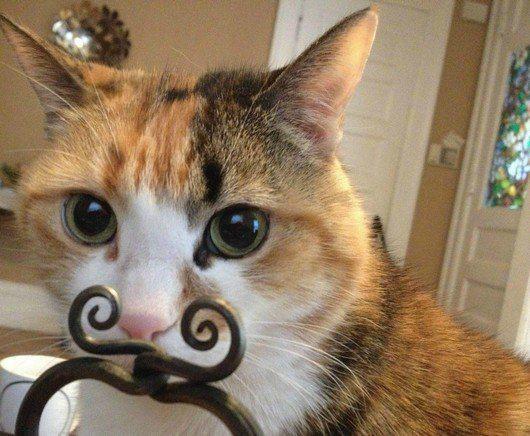 Cat with a dashing mustache