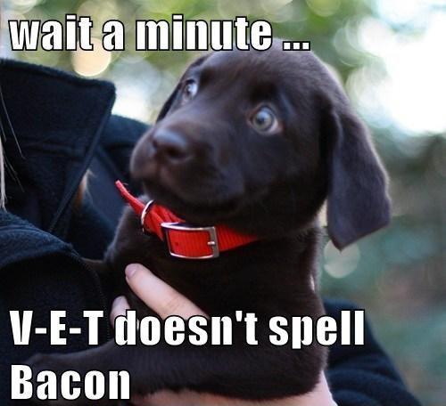 Puppy's Vet Revelation