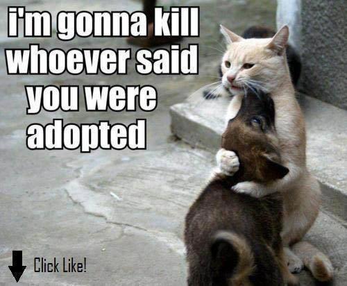 Protective Cat Comforts Sibling