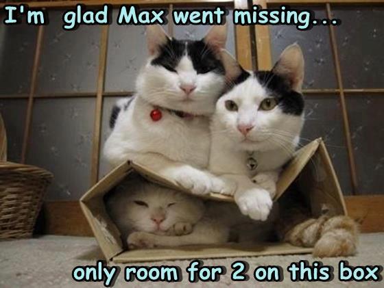 Cats Claiming Box Territory