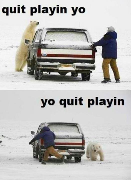 Polar Bear Prankster and Human