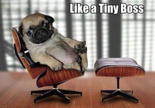 Pug Posing as Boss