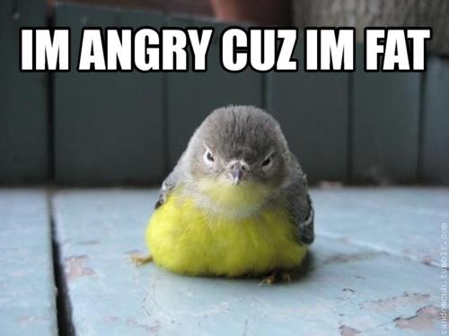 Chubby bird's grumpy mood