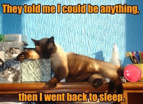 Cat's Guide to Ambition