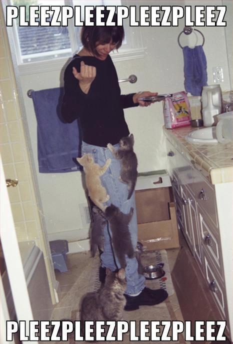 Cats begging for food