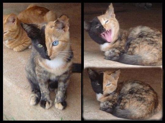 Two-faced cat's many moods