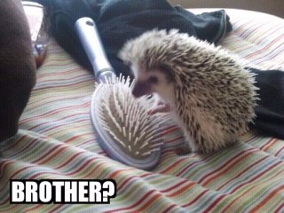 Hedgehog's Mirror Confusion