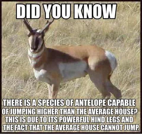 Jumping antelope fact joke