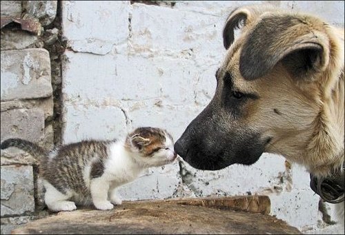 Kitten confronts a dog