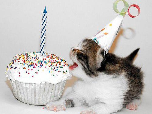 Puppy's First Birthday Party