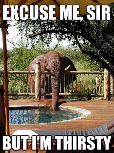 Polite Elephant Requests Water