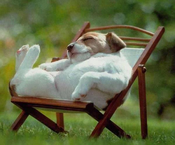 Dog Enjoying Ultimate Relaxation