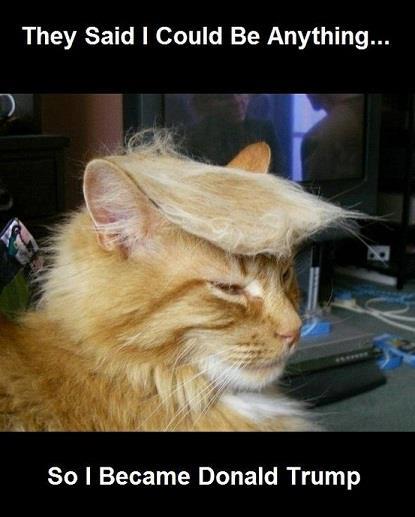 Cat with a Trump hairstyle