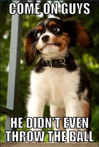 Disappointed Dog's Expectations