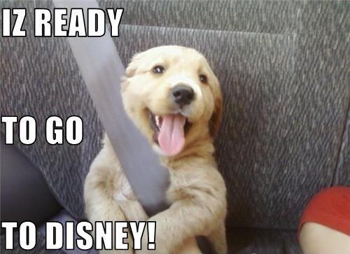 Excited puppy ready for Disney trip!