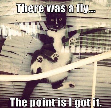 Cat's fly-hunting adventure