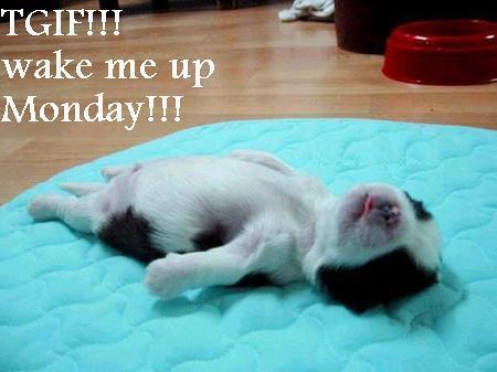 Weekend-loving puppy meme