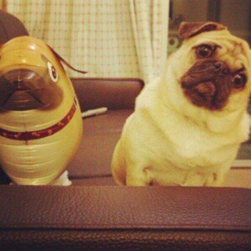 Pug and Bowl: Twins Separated at Birth?