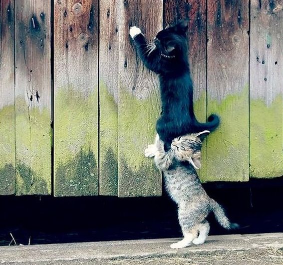 Teamwork in Cat Operations