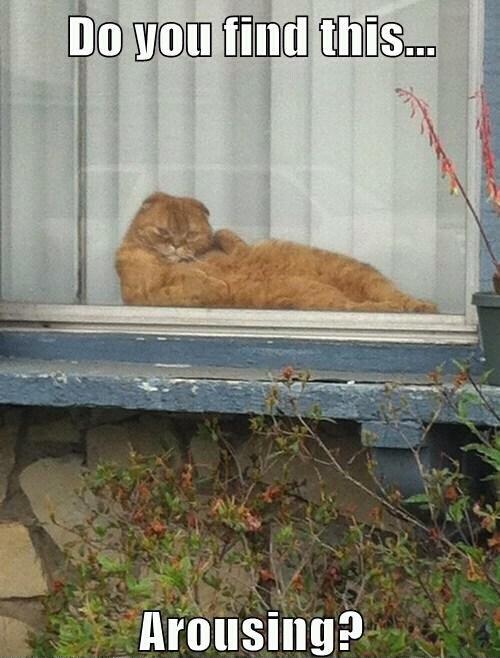 Cat posing questionably