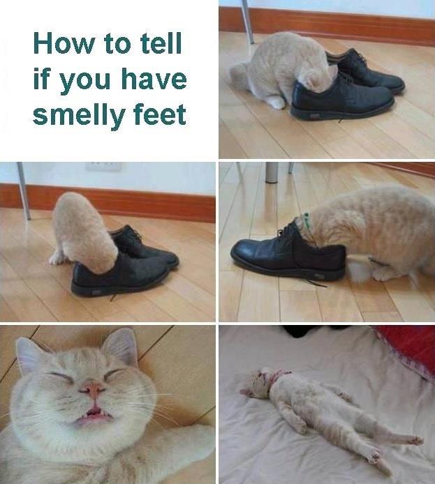Cat reacts to smelly shoes