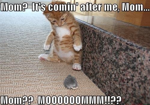 Frightened Kitten Humor