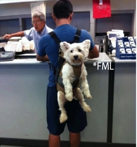 Dog's Hilarious Carrier Pose