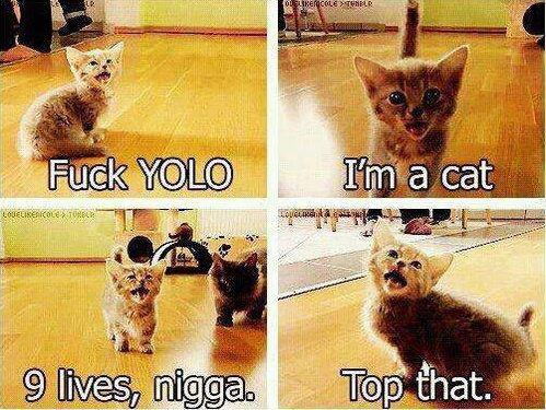 Cat humorously dismisses YOLO concept
