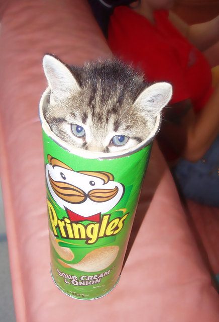 Kitten in a Pringles Can