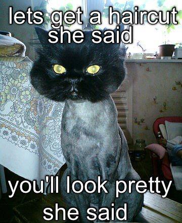 Haircut Regret Cat Meme
