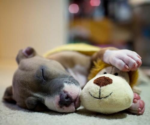 Puppy napping with stuffed buddy