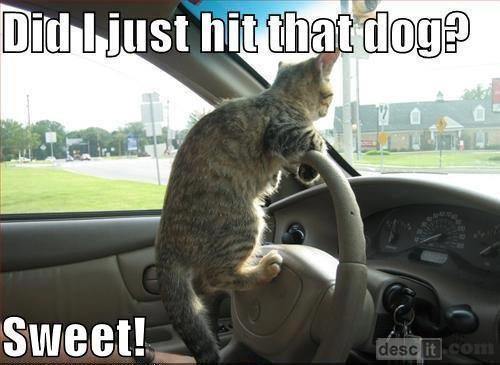 Cat's Questionable Driving Skills