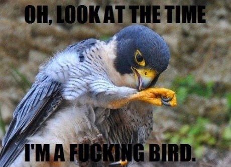 Time-Checking Bird with Attitude