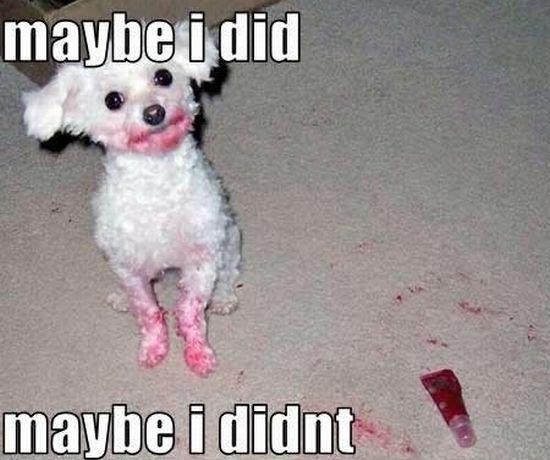 Guilty dog with spilled lipstick