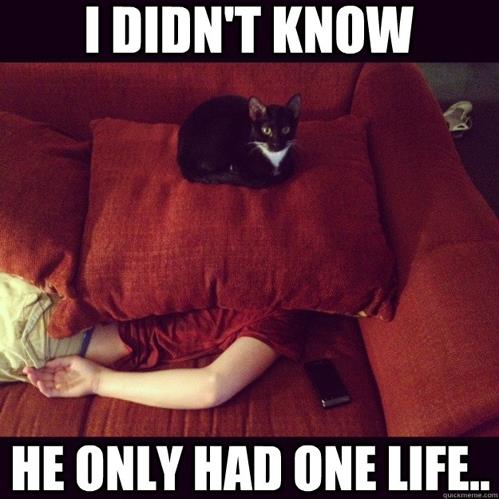Cat's mistake on human lives