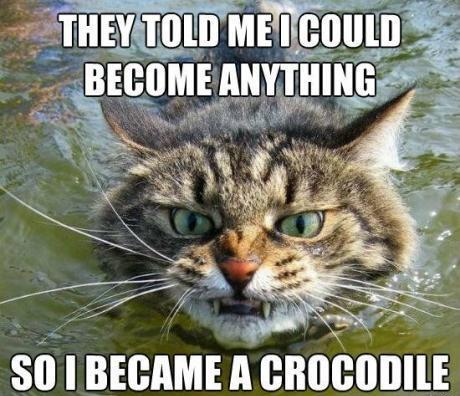 Cat believes it's a crocodile
