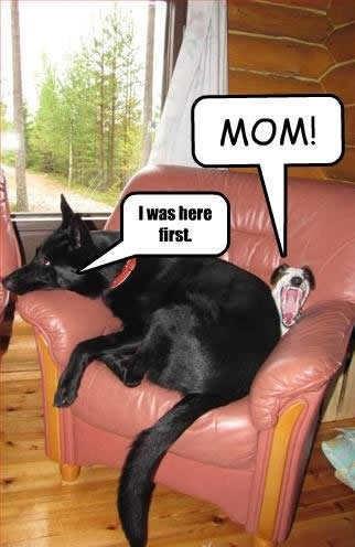 Spot taken, cat dismayed