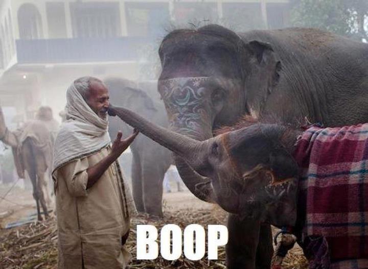 Elephant Trunk Boop