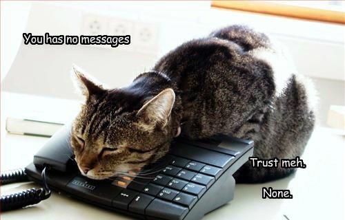 Cat Checking Messages