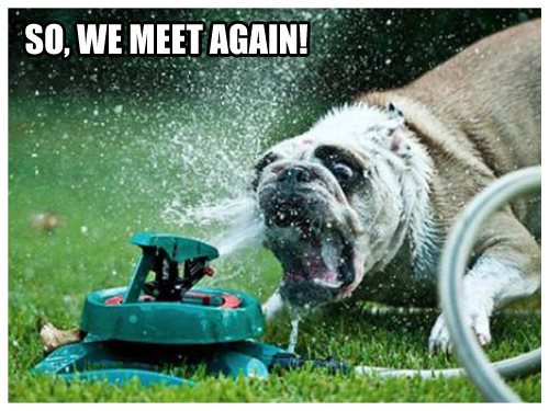 Dog versus Sprinkler Showdown
