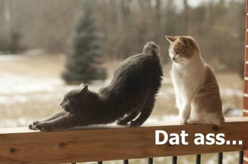 Cats in humorous admiration