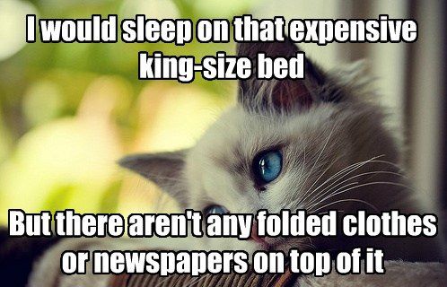 Cat Prefers Laundry for Sleep