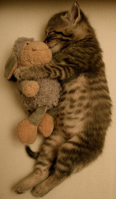 Kitten cuddling with stuffed animal