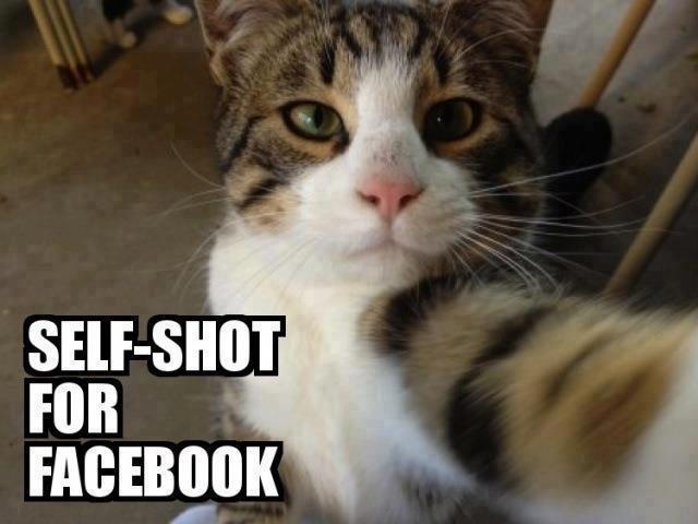 Cat Selfie Humor