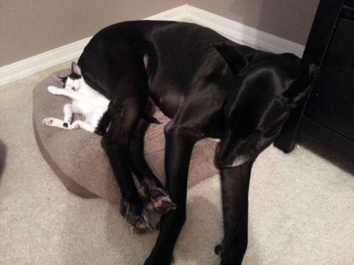 Unusual bedfellows nap time