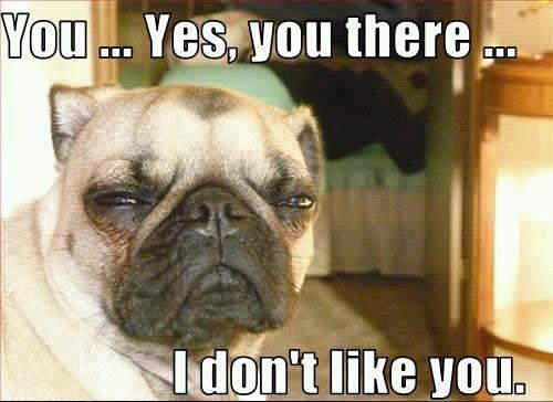 Judgmental Pug Disapproves
