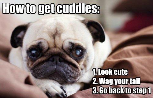 Pug's Cuddling Strategy